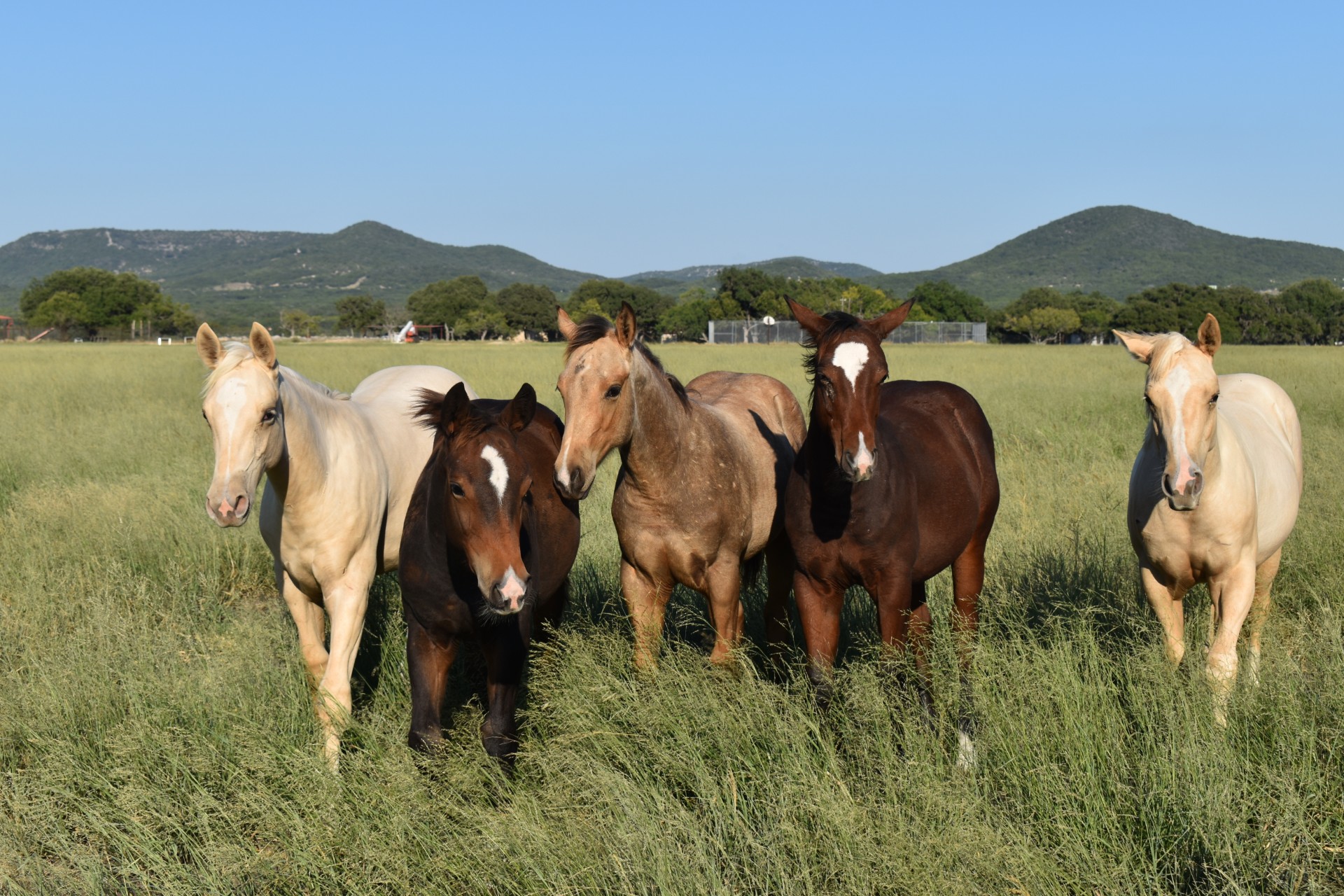 The LA Waters-bred horses grow up in the lush pastures and rolling hills of South Texas.