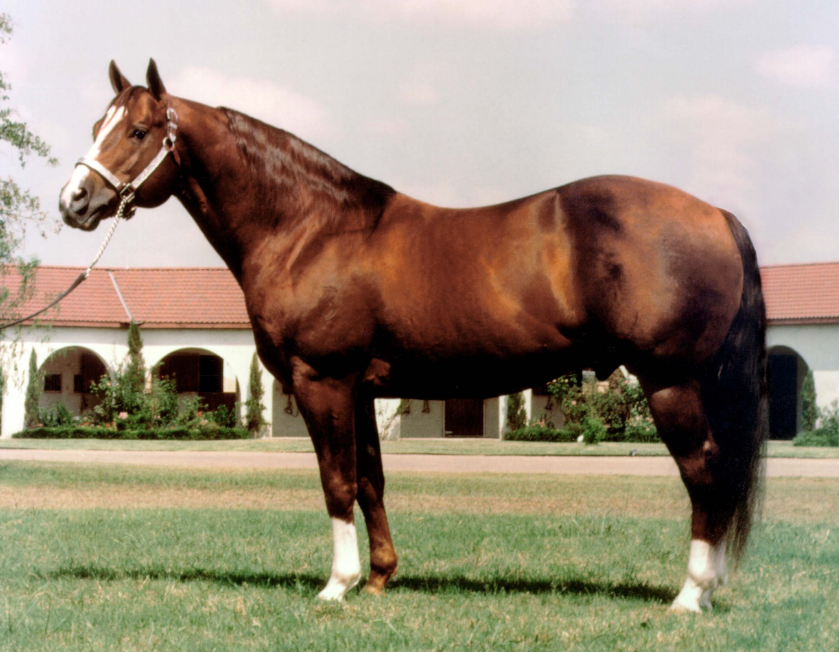 Wanda Waters said Colonel Freckles shone "like a copper penny" even if he hadn't been groomed. The stallion stood at their ranch in Utopia for 3 years before passing from ingesting a blister beetle.