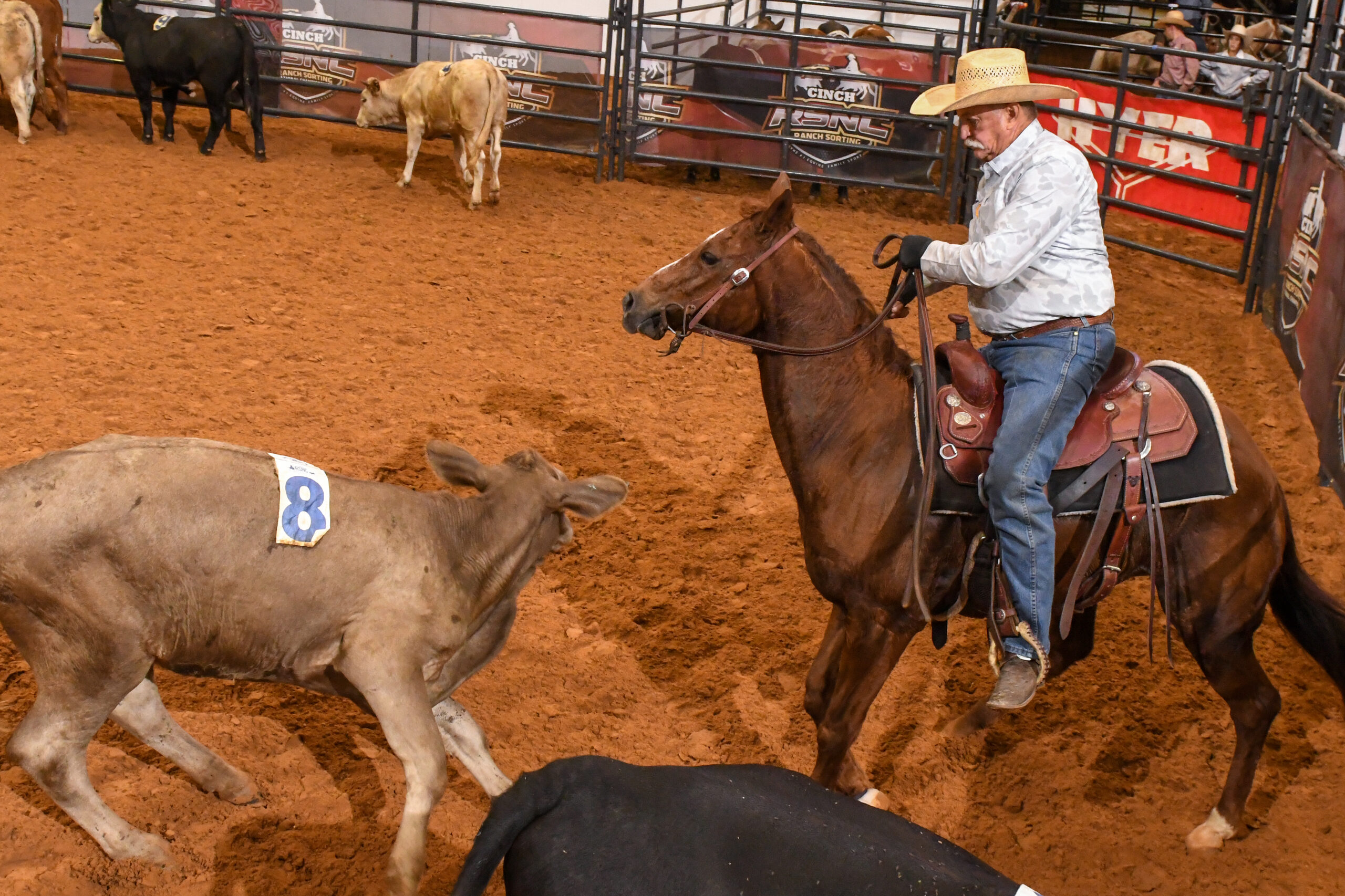 Cowboy on brown horse working steer number 8 in rodeo arena during sorting competition