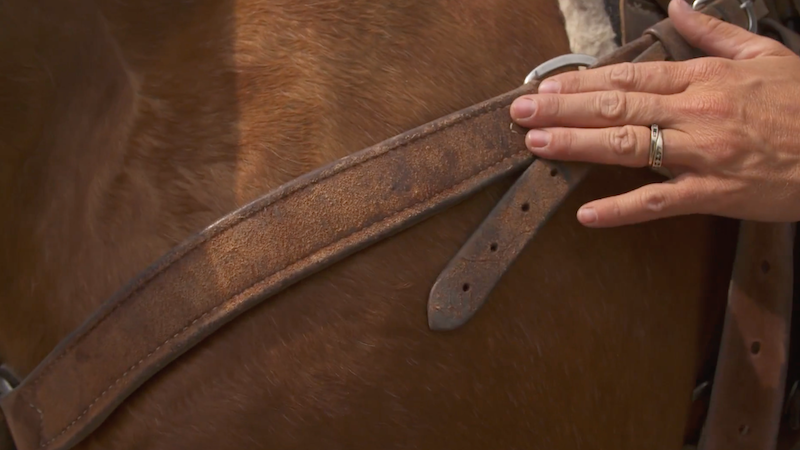Hand holding a worn leather breast collar strap against a sorrel horse's shoulder while checking its fit