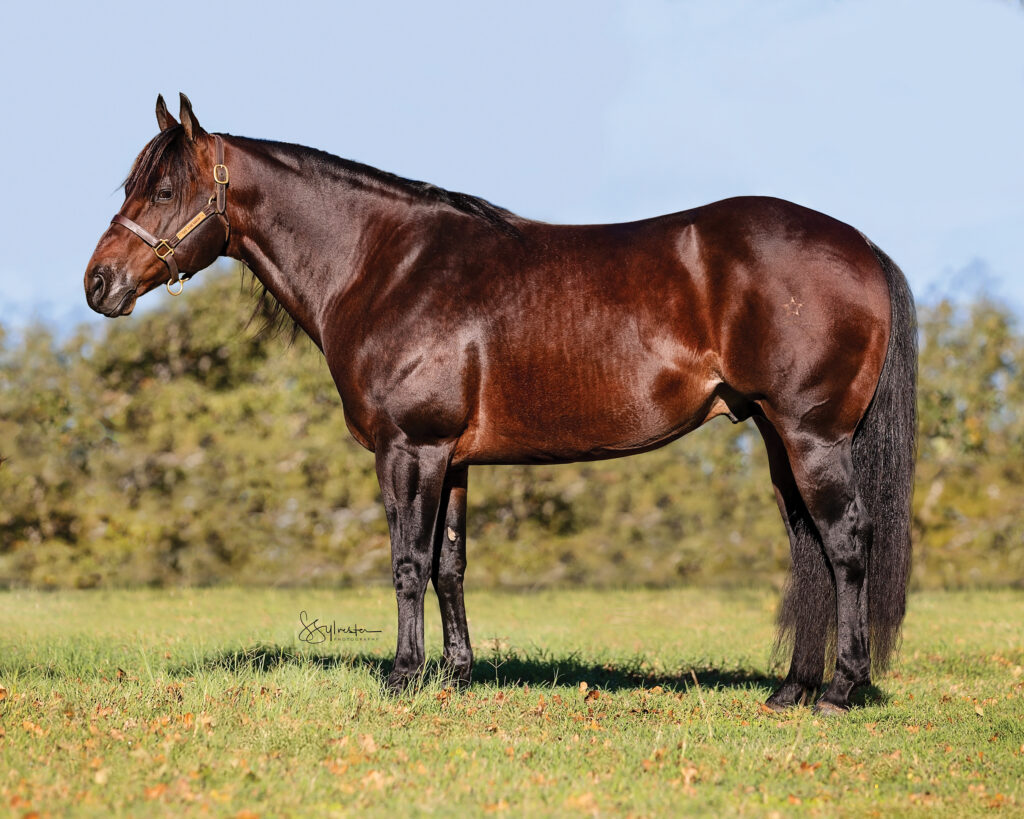 Chestnut horse standing in a flat stance on grass with trees in background, wearing a halter and lead rope
