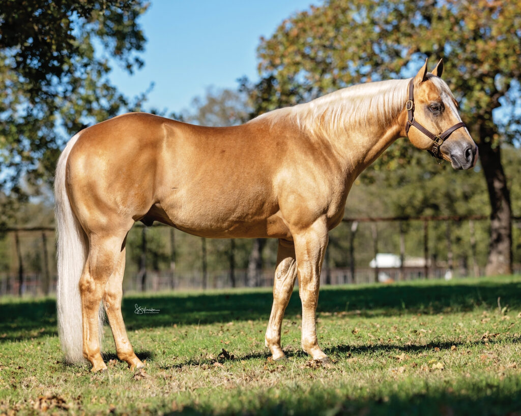 Palomino quarter horse mare standing square in halter at ranch with autumn trees in background