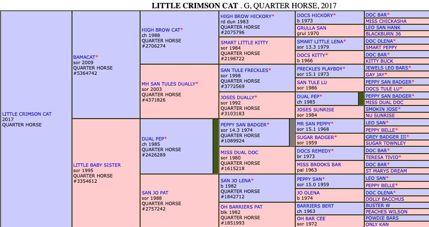 Little Crimson Cat Pedigree