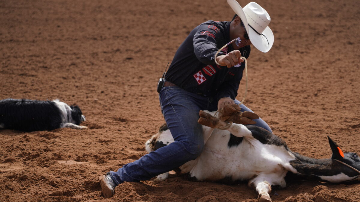 Tie-down roper in a white cowboy hat kneels in the arena dirt, tying the legs of a black-and-white calf