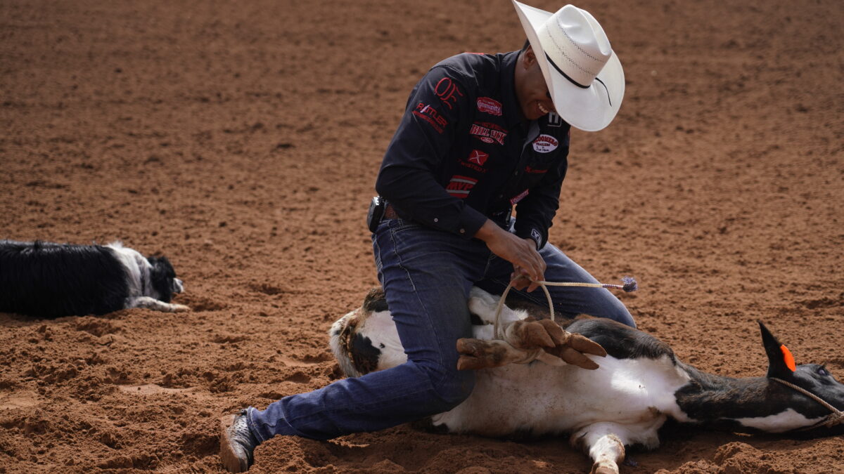 Tie-down roper in a white cowboy hat ties a calf's legs in the arena dirt as a border collie watches nearby