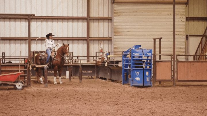 Cowgirl on horseback approaches a blue barrel racing obstacle in an indoor arena during practice