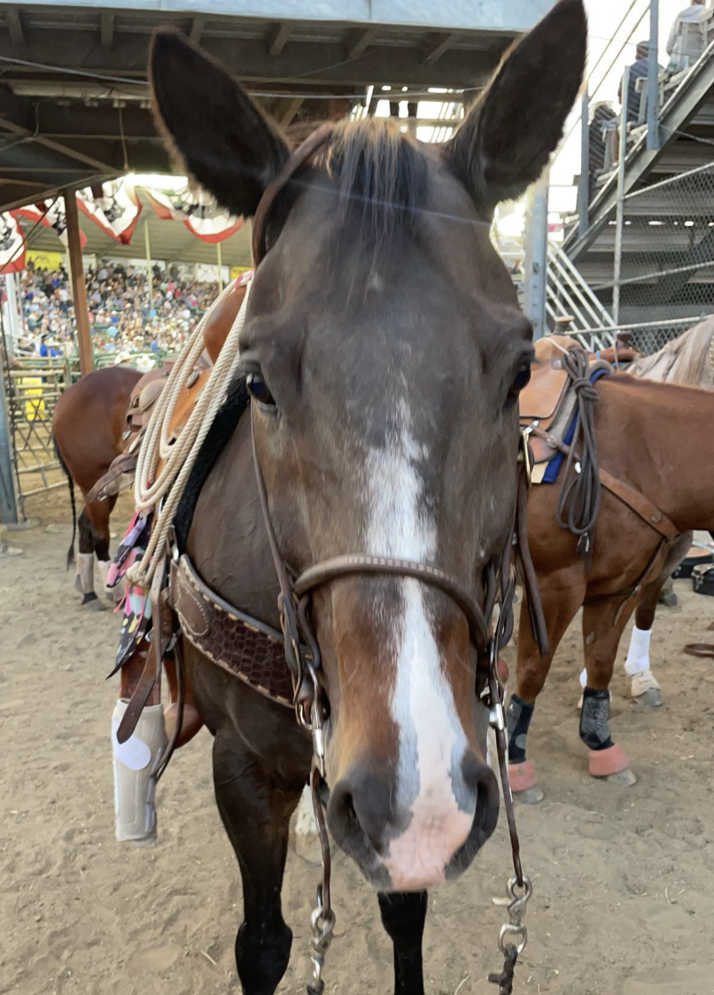 Close-up of a bay horse in a roping saddle with lariat and split reins standing in a rodeo arena alleyway near grandstands