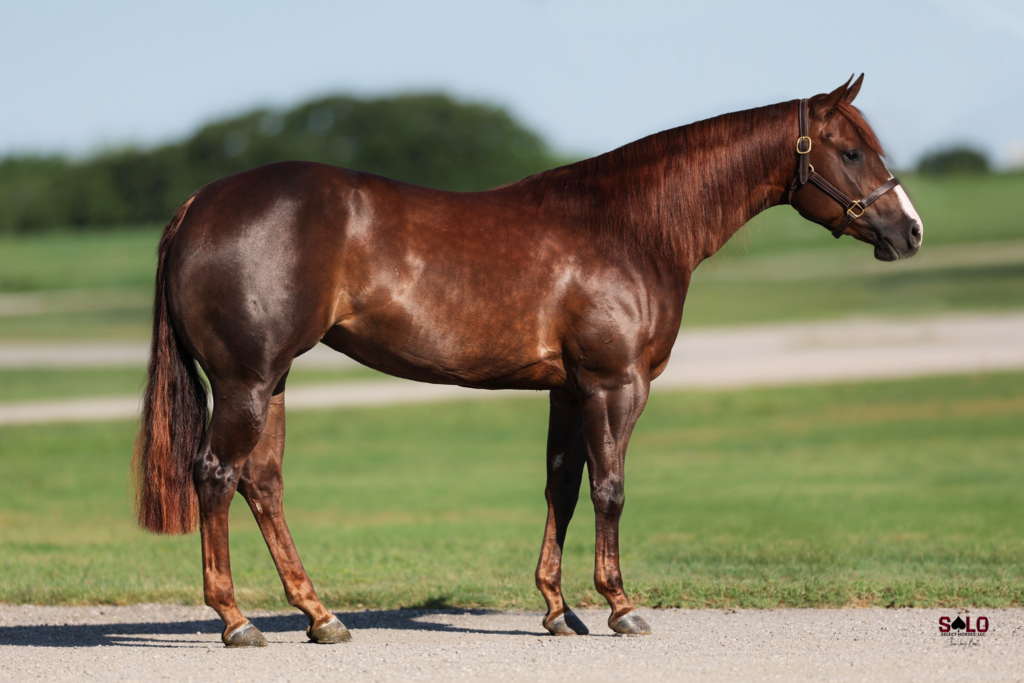 Sorrel Quarter Horse with a blaze stands squared in a leather halter on a gravel drive beside a green pasture