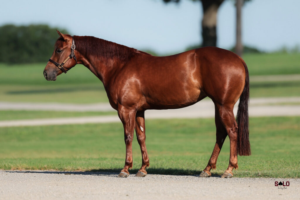 Sorrel horse in a leather halter standing squared up for a conformation photo on a gravel path beside green grass