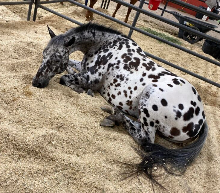 "Spot" takes his nap time very seriously. According to McKenna Hickston, eating and sleeping are the two most important things to him.