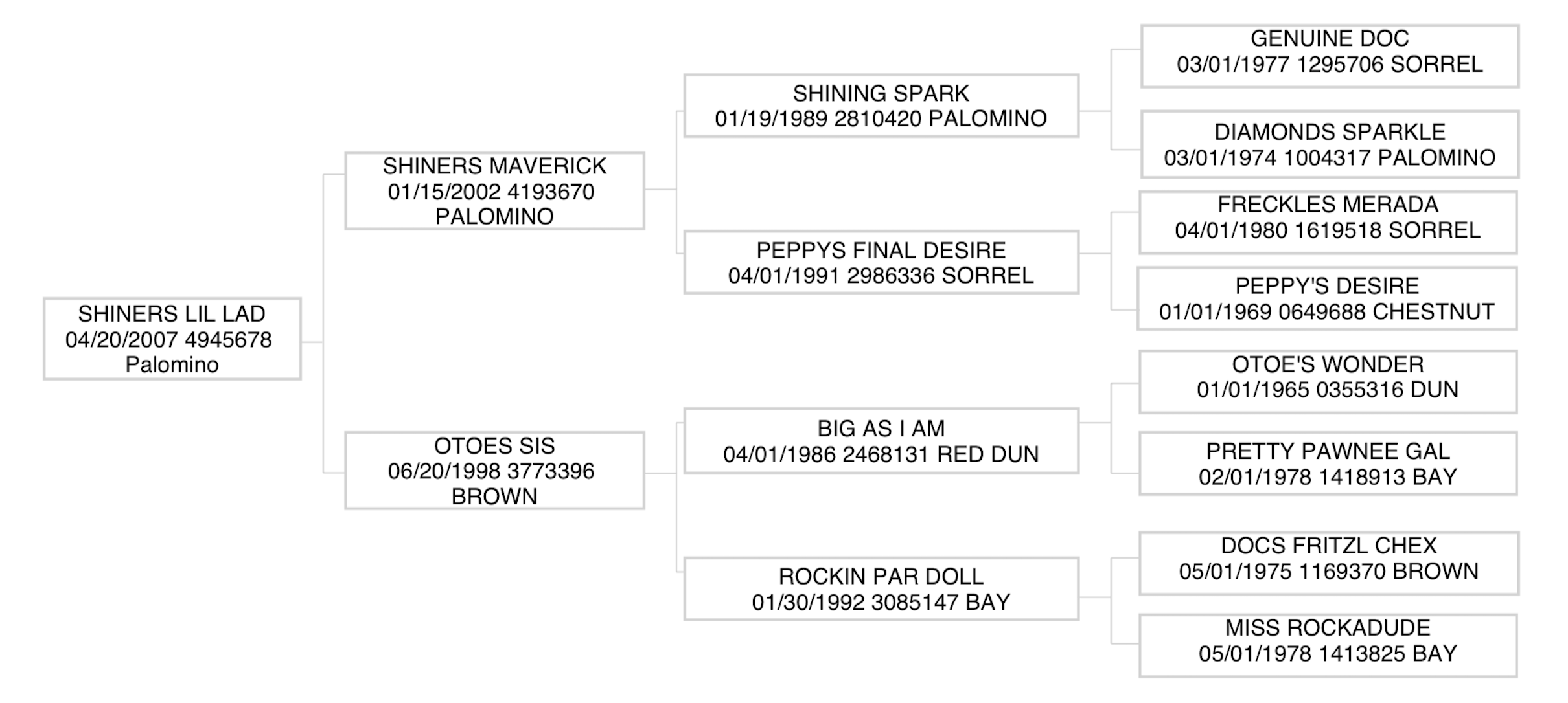 Three-generation pedigree chart for palomino Quarter Horse Shiners Lil Lad, listing sire, dam, grandparents and great-grandparents