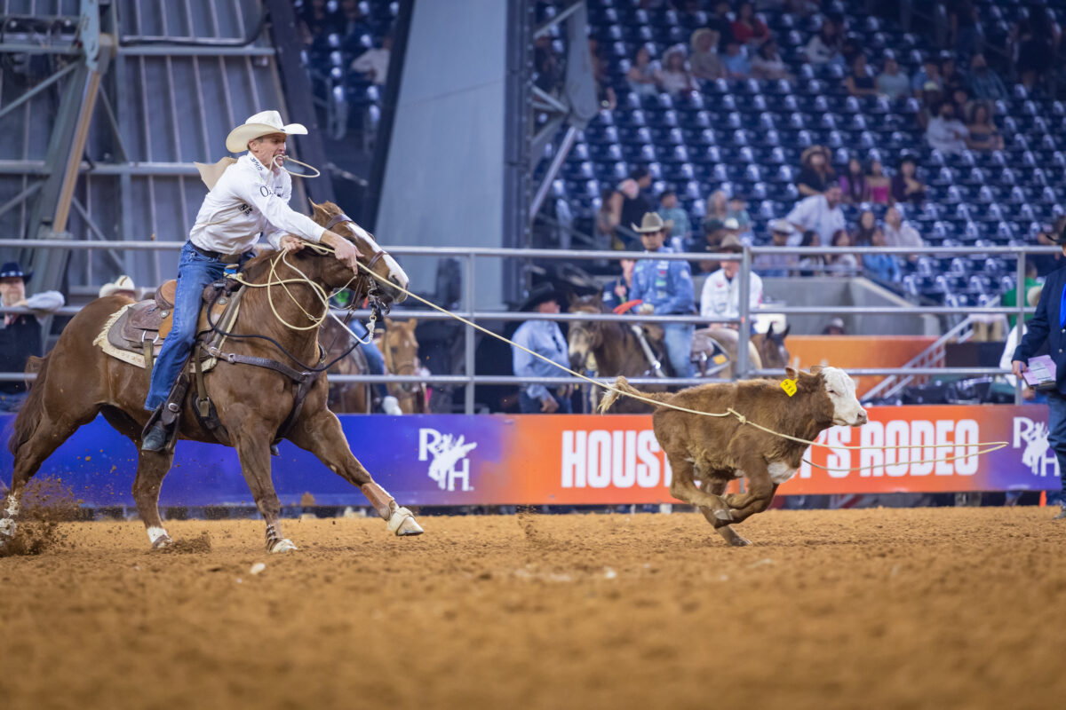 Header roper on a sorrel horse holds his rope taut on a running steer during a timed event at the Houston Rodeo