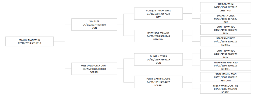 Four-generation pedigree chart for Macho Man Whiz, listing sires and dams with foaling dates, registration numbers and coat colors