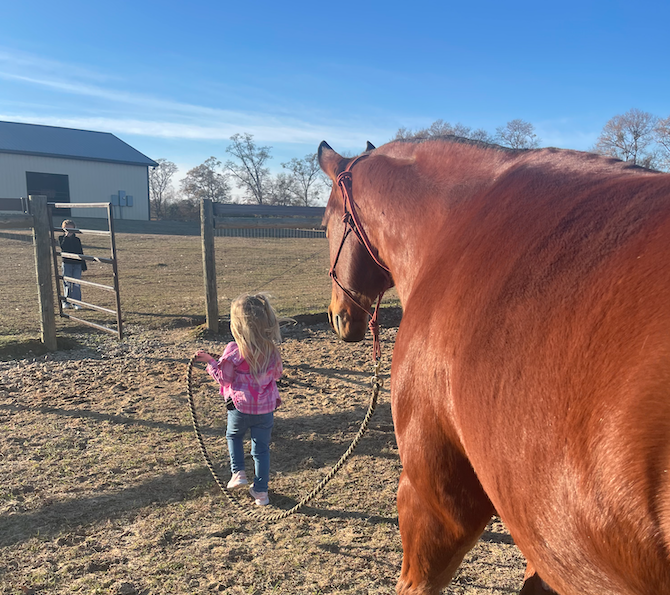 Young blonde girl in a pink jacket leads a large sorrel horse by a lead rope across a sunlit dirt paddock