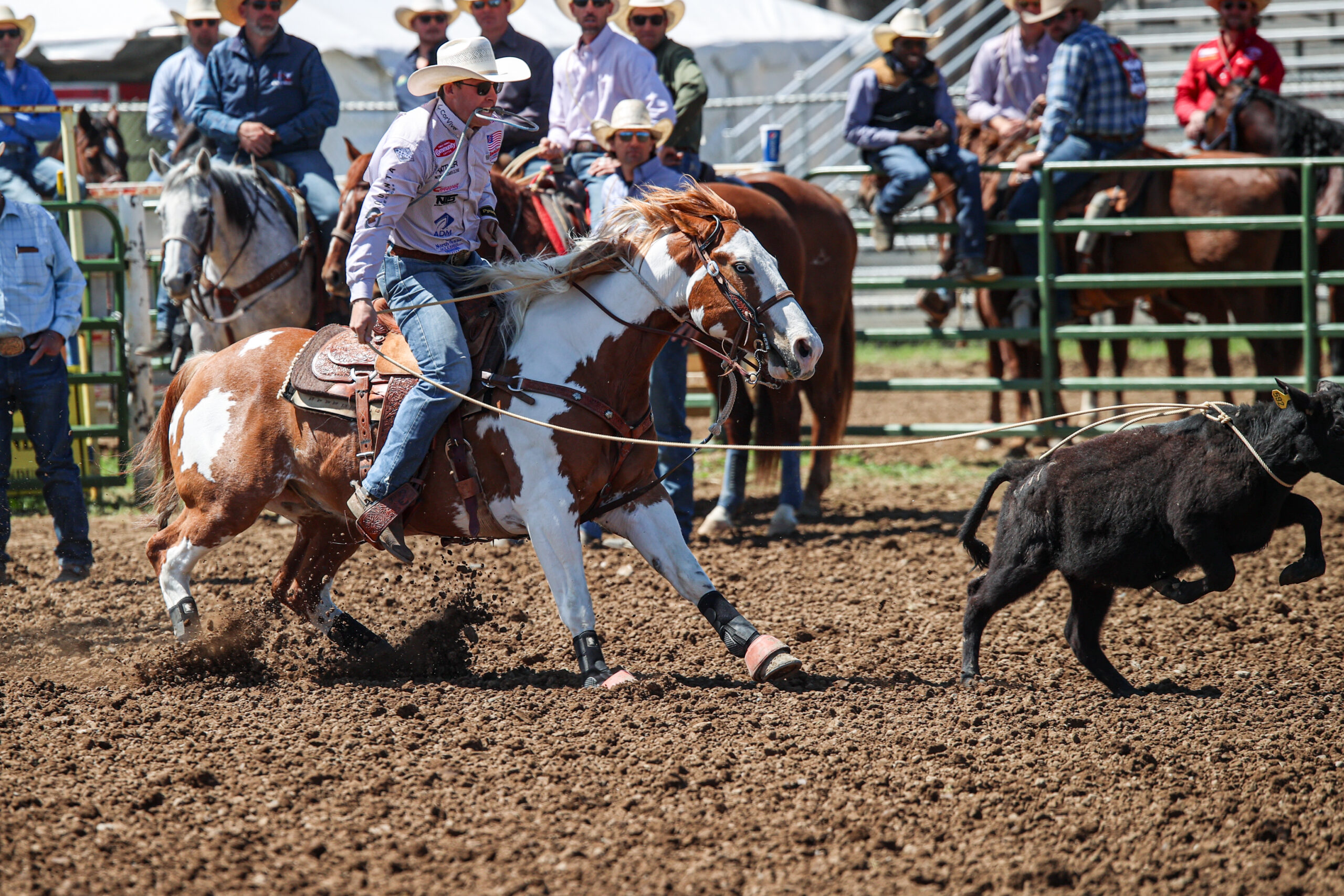Tie-down roper on a paint horse holds the rope in his teeth as his caught calf runs at the end of the line
