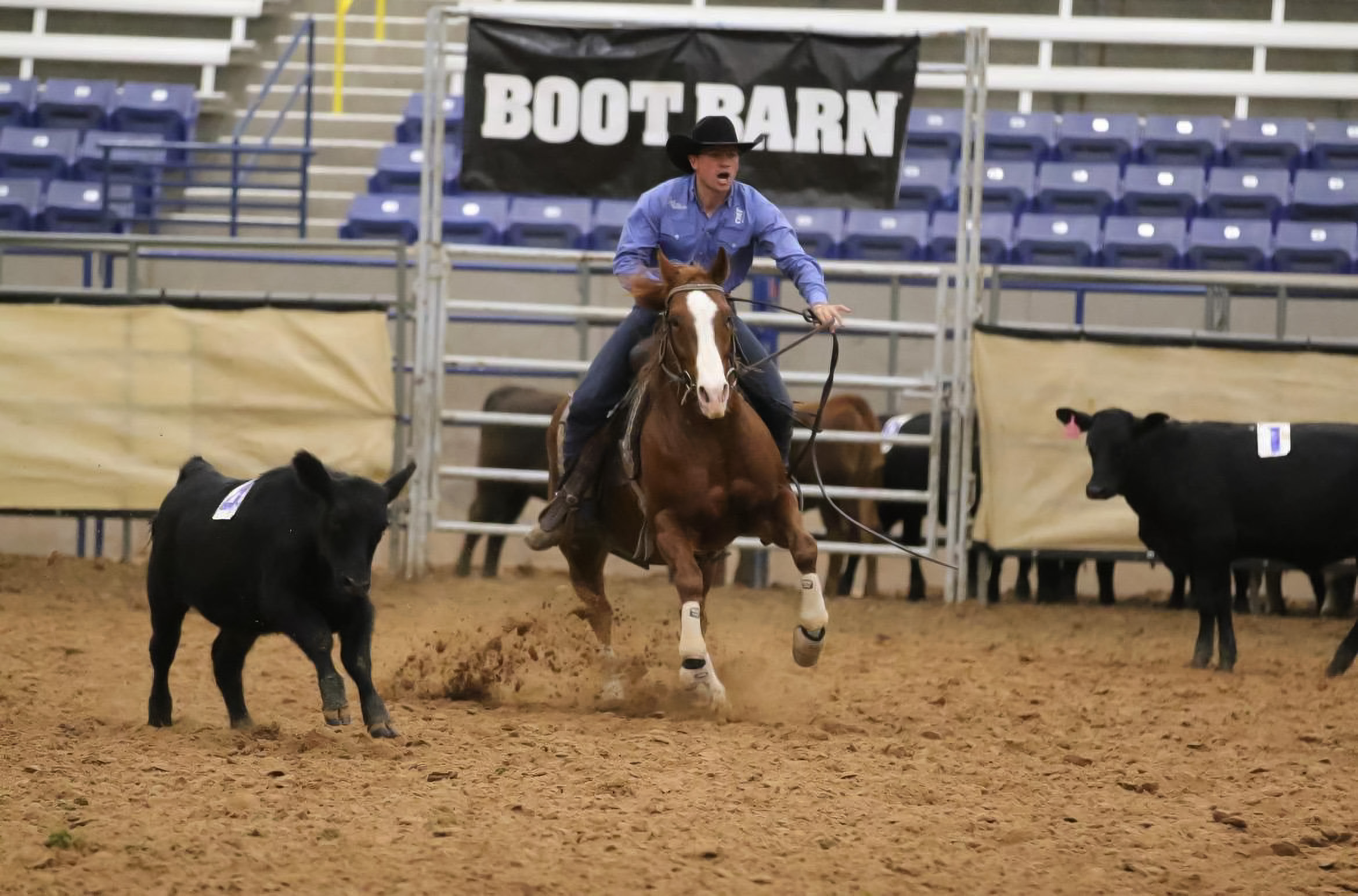 Cowboy in blue shirt and black hat rides a sorrel horse hard after a numbered black calf in an indoor arena beneath a Boot Barn banner