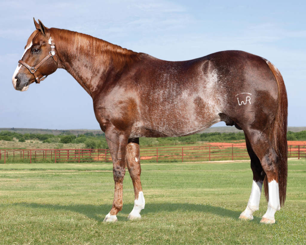 Red roan Quarter Horse stallion with white blaze and socks standing in a grassy pasture, shoulder brand visible