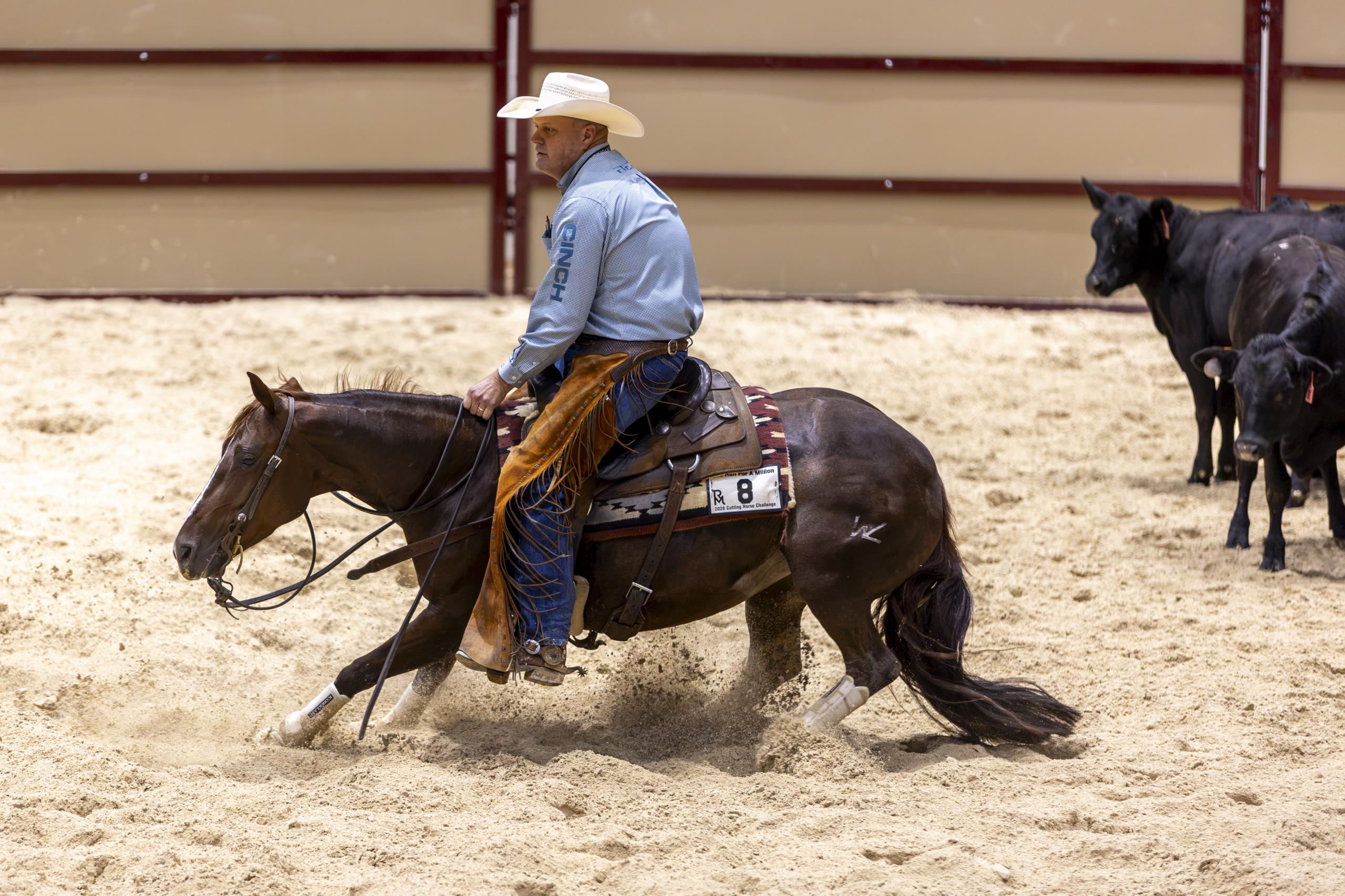 Cowboy on dark horse working cattle during a roping event in a sand arena with another rider and black calf visible in background
