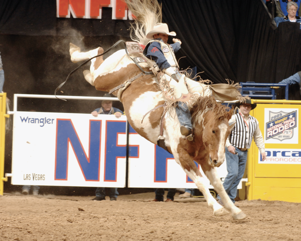 Saddle bronc rider in white hat and blue shirt rides a bucking brown and white horse at the NFR in Las Vegas