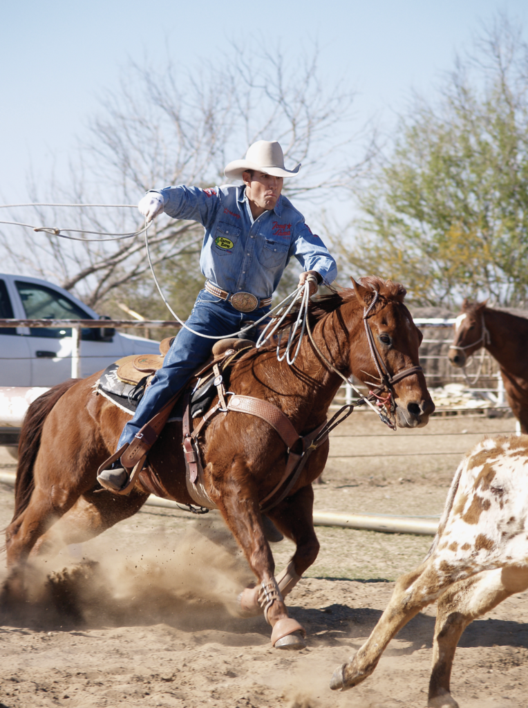 Roper on brown horse swinging lasso while pursuing steer during rodeo roping event