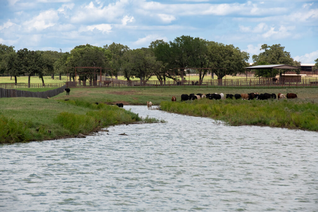 Cows in pasture with river at TR9 Ranch