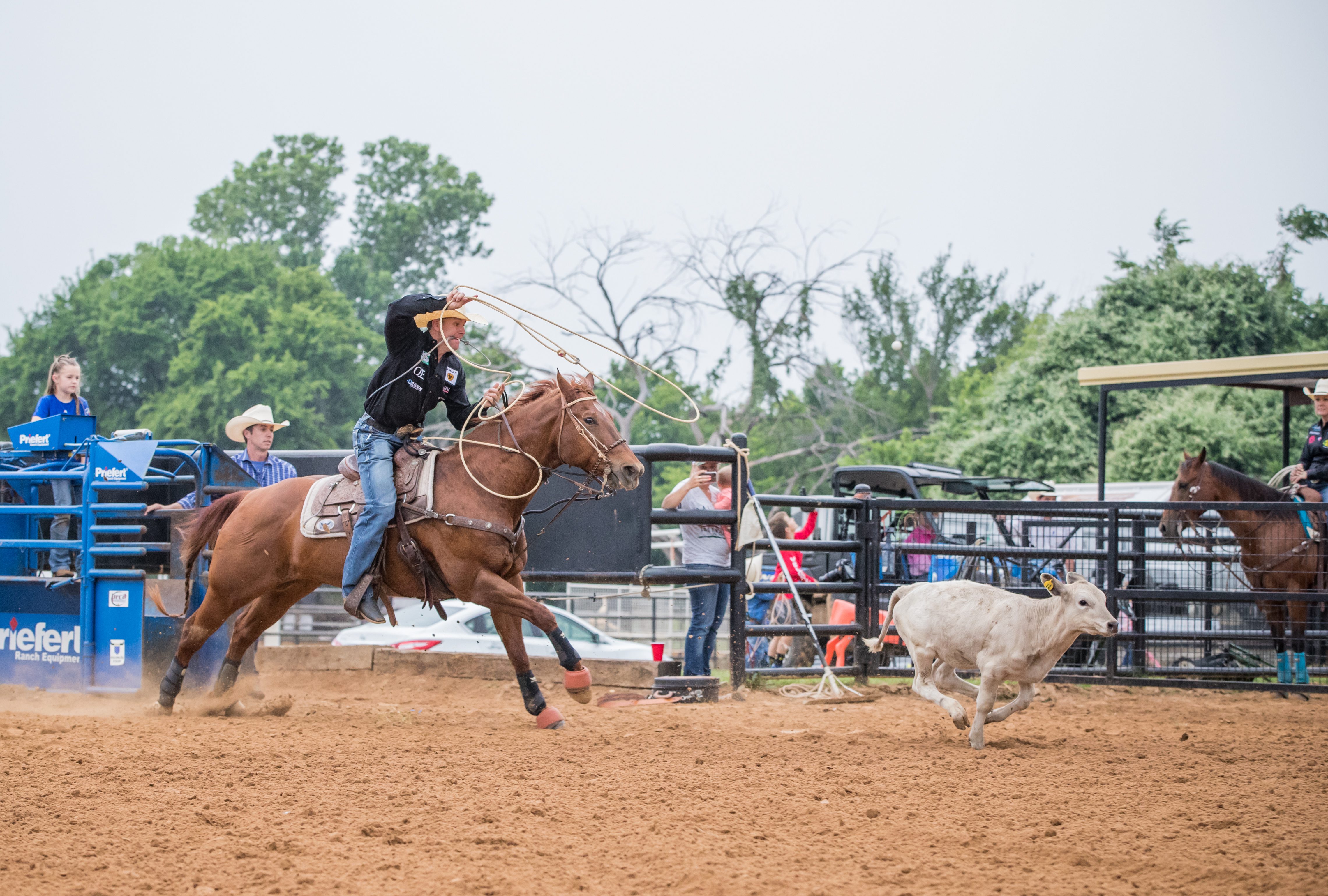 Man swinging calf rope chasing calf