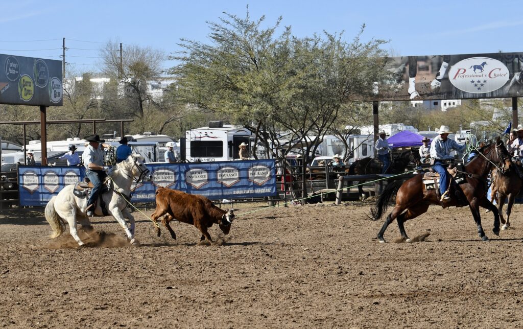 Steer roping event at a rodeo with a cowboy on a white horse pursuing a brown steer while other riders wait nearby in the arena
