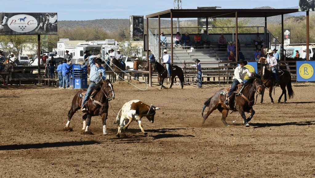 Two ropers on horseback work a steer during a team roping competition at a desert rodeo arena with grandstands and spectators in the background