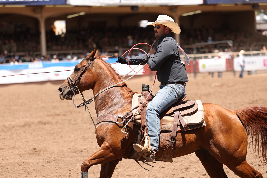 Cowboy in a white hat swings his rope while galloping a sorrel horse across the arena in front of packed grandstands