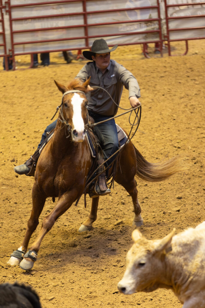 Roper in a gray hat and shirt swings a loop aboard a sorrel horse turning hard in the arena dirt as a calf runs ahead