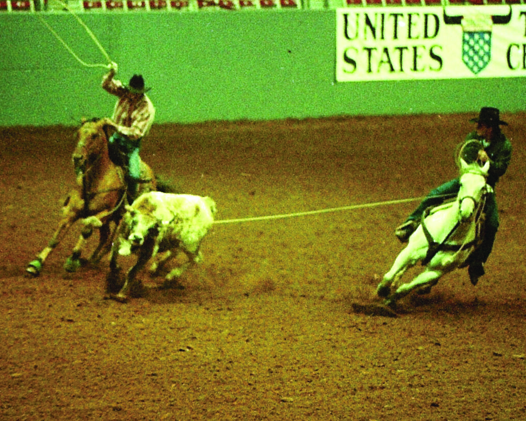 Team ropers compete during a roping event, with one rider on a brown horse swinging a lasso while the other approaches on a white horse