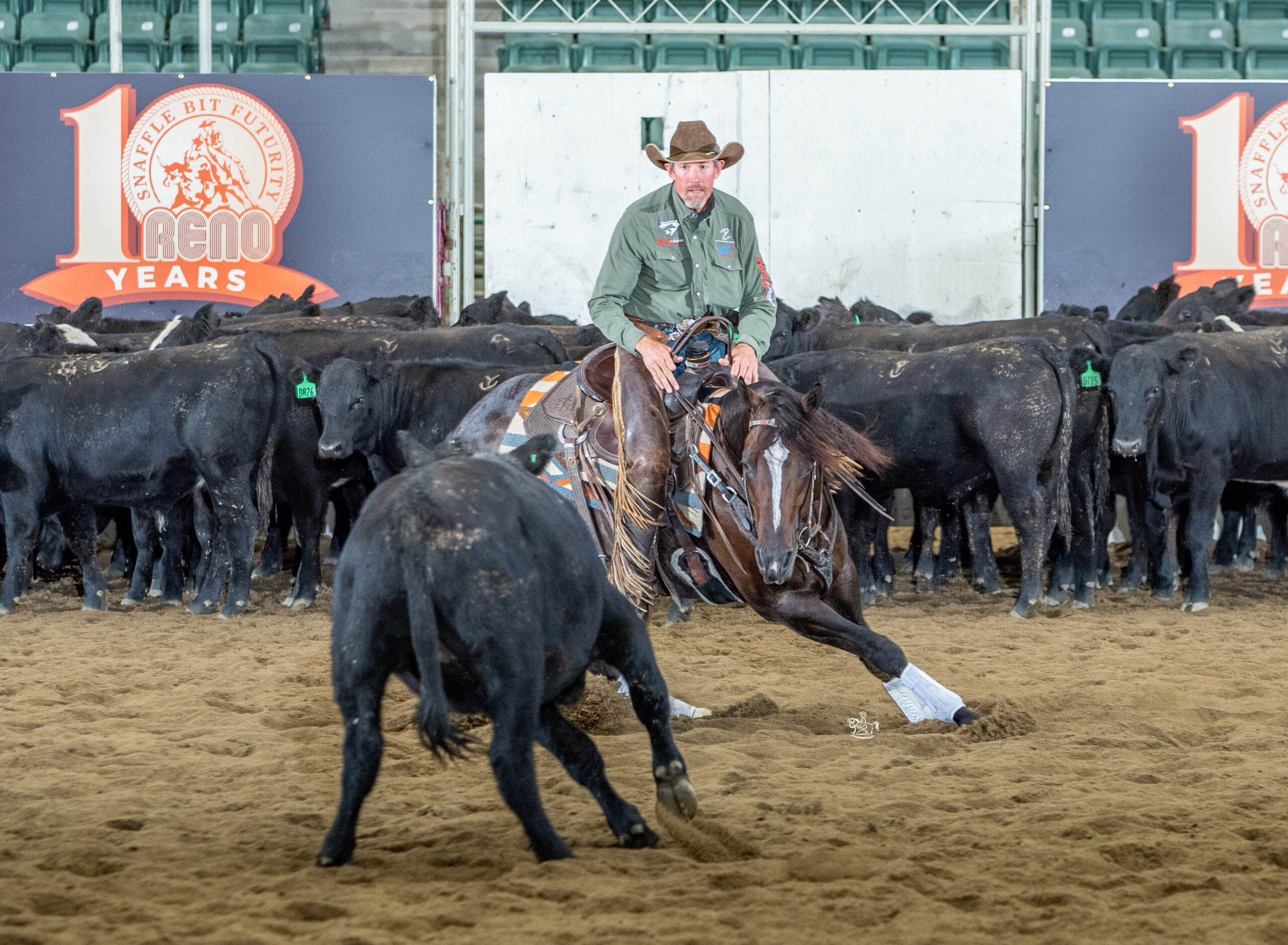 Cowboy on horseback herding black cattle in an arena during a ranch sorting competition at the Reno Rodeo