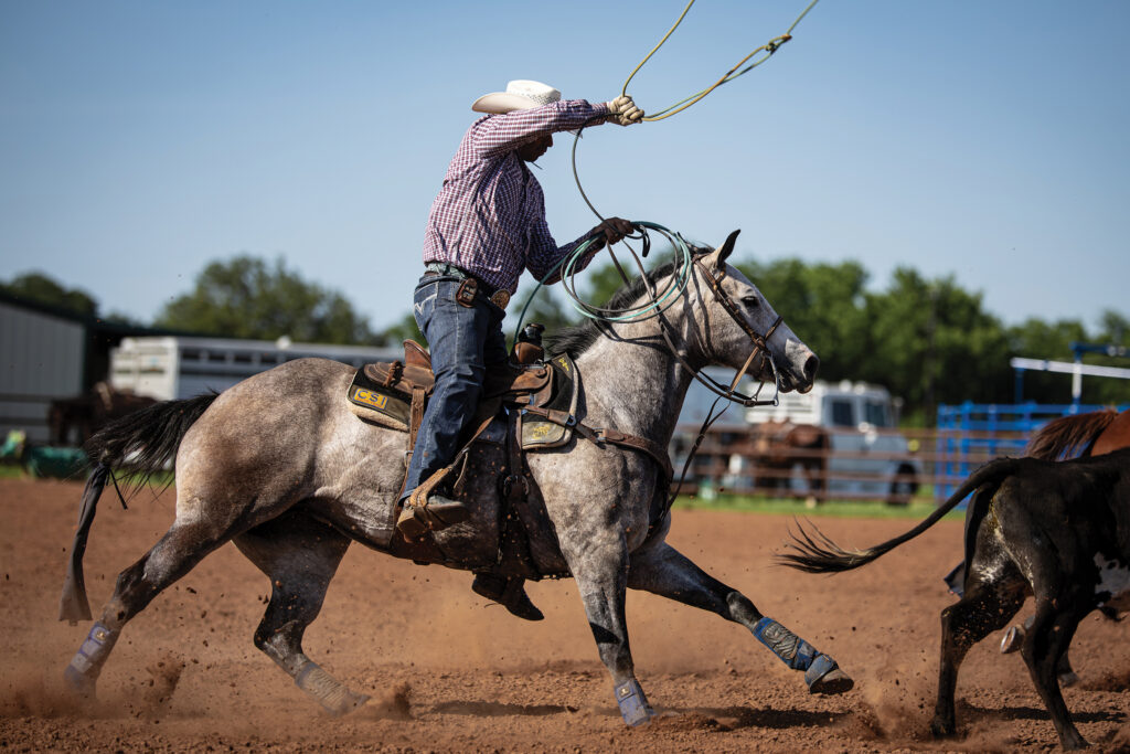 Cowboy in a purple plaid shirt swings his rope from the saddle of a galloping gray horse while chasing a steer
