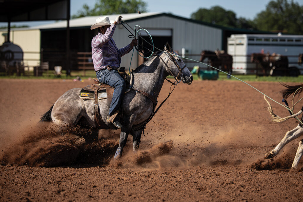 Header roper in a white cowboy hat and purple plaid shirt sits deep on a gray horse sliding to a stop in a cloud of dirt, rope taut to a steer