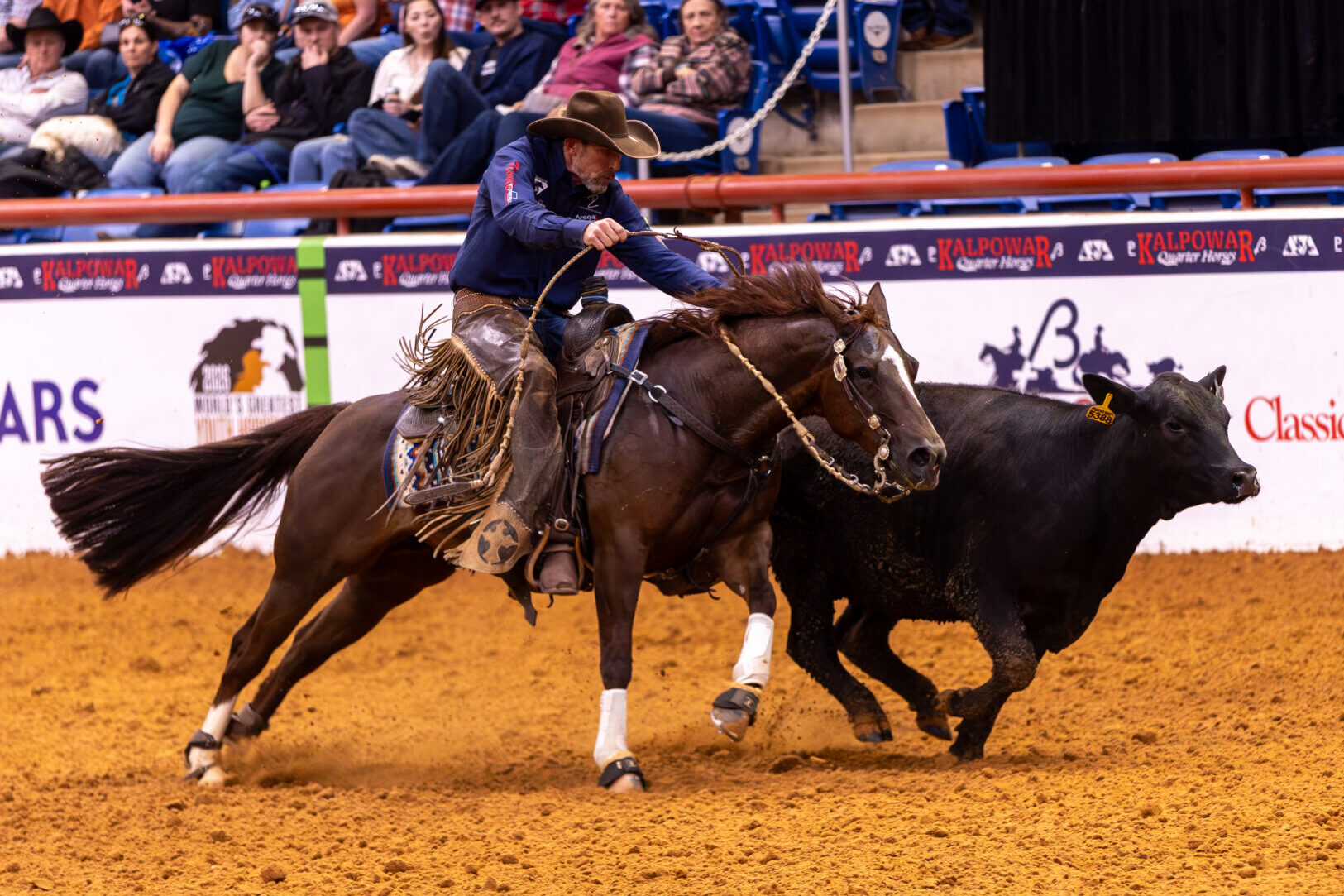 Cowboy in chaps and cowboy hat swings a rope aboard a sorrel horse chasing a black steer in an indoor arena