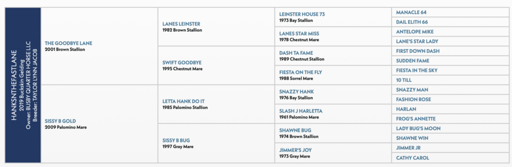Five-generation pedigree chart for a 2019 buckskin gelding, tracing sires and dams including Dash Ta Fame and Letta Hank Do It