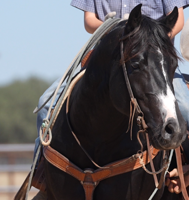 Black and white horse with blaze saddled with brown leather Western saddle, rider in purple plaid shirt holding reins