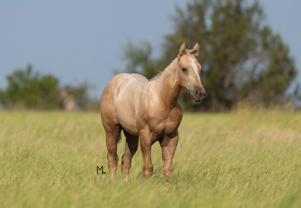 Palomino horse standing in pasture, facing camera with ears forward
