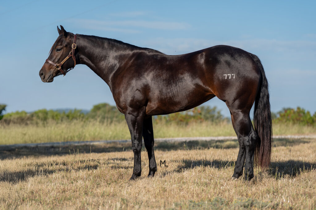 Dark bay horse numbered 777 standing in profile on dry pasture, wearing a halter and lead rope