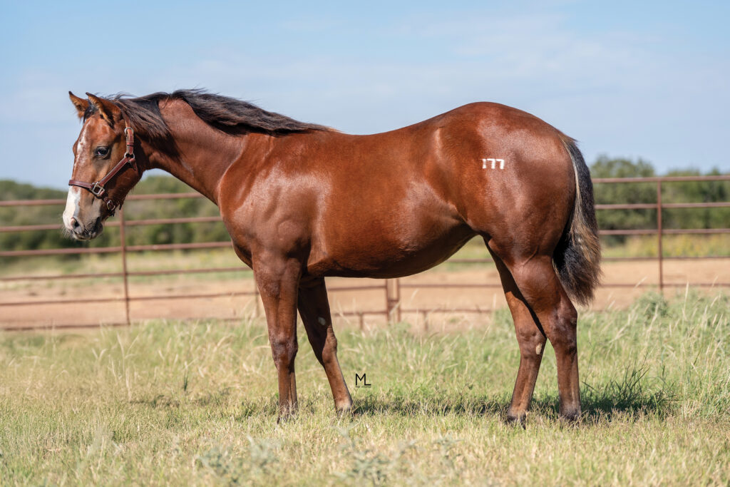 Bay horse with white blaze standing in profile in grassy pasture with ranch fencing behind