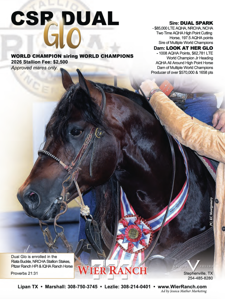 CSP Dual Glo stallion advertisement featuring dark bay horse wearing championship ribbon and halter at Wier Ranch in Stephenville, Texas
