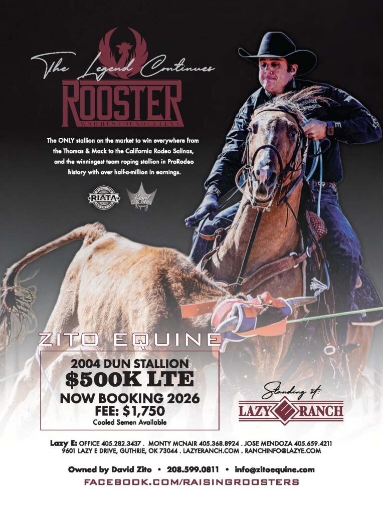 Breeding ad for the dun stallion Rooster, showing a cowboy team roping aboard him, with 2026 booking fee details