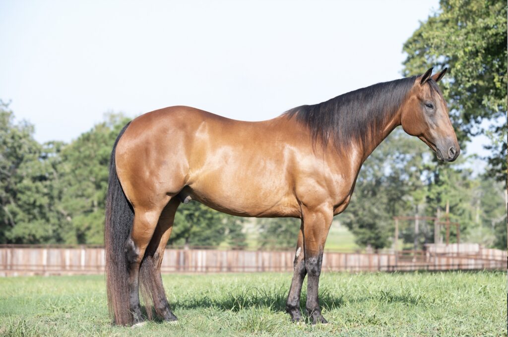 Dun gelding with dark mane and tail standing squared up in a grassy field for a conformation photo